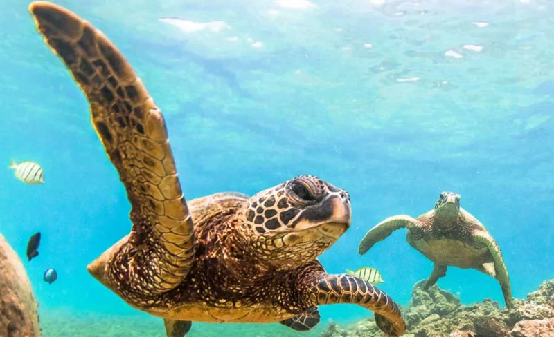 Morning Waikiki Turtle Snorkel and Sail Experience