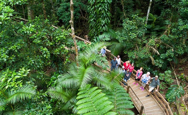 Daintree Rainforest & Cape Tribulation Full Day Tour from Cairns