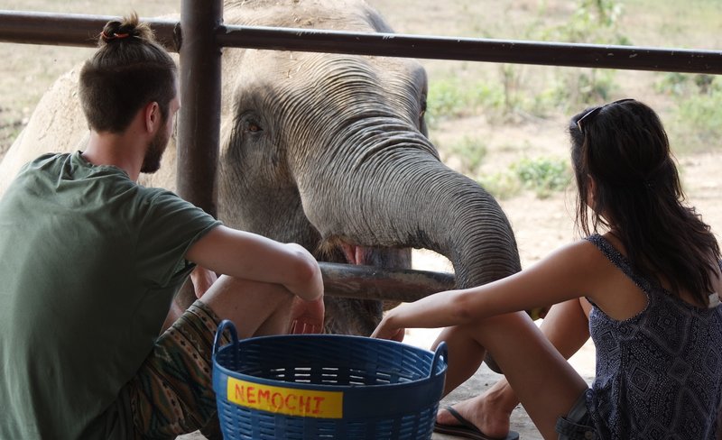 Elephant Day Care at Elephants World Kanchanaburi