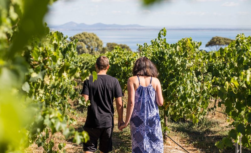 Around the Bay Food and Wine Tastings Tour from Melbourne