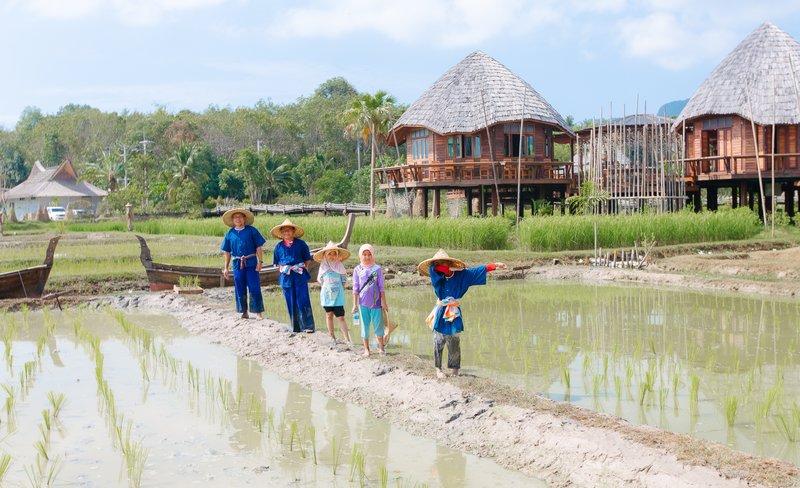 Traditional Rice Planting and Harvesting Experience in Krabi