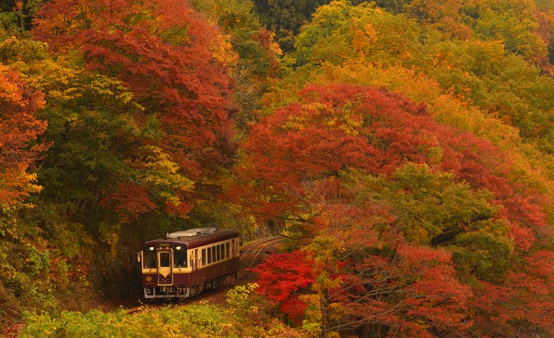 Autumn Maple Leaves Sightseeing Day Tour from Tokyo