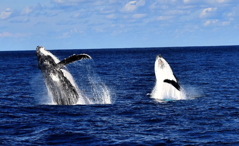 Brisbane Whale Watching Experience