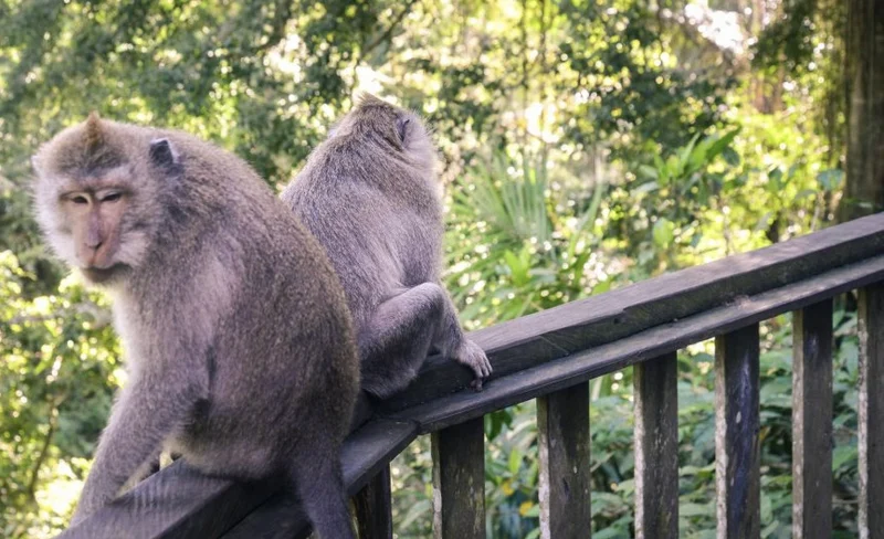 Sacred Monkey Forest Ubud Ticket