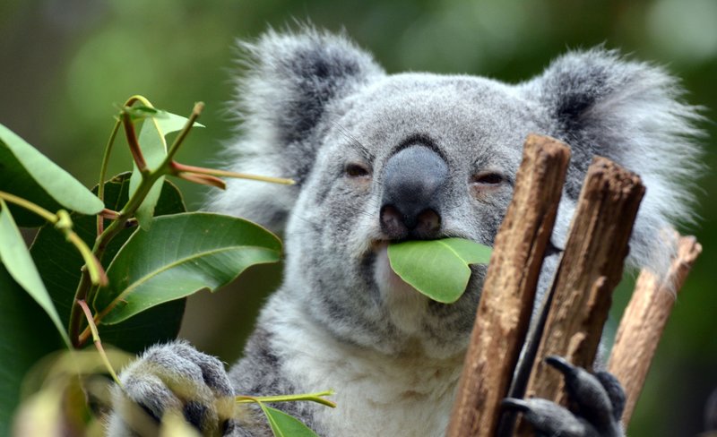 Kuranda Koala Gardens Ticket in Cairns