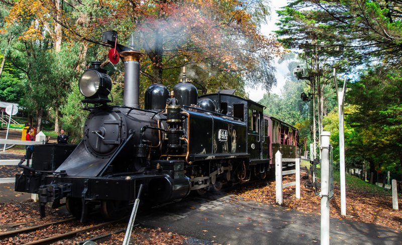 Puffing Billy, Morning Tea and Healesville Sanctuary Scenic Tour