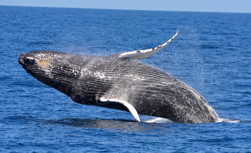 Whale Watching Experience from Perth