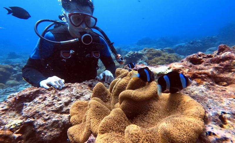 綠島: 體驗潛水 · PADI證照課程