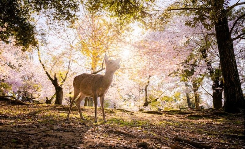 Kiyomizu-dera, Fushimi Inari Shrine, & Nara Park One Day Tour
