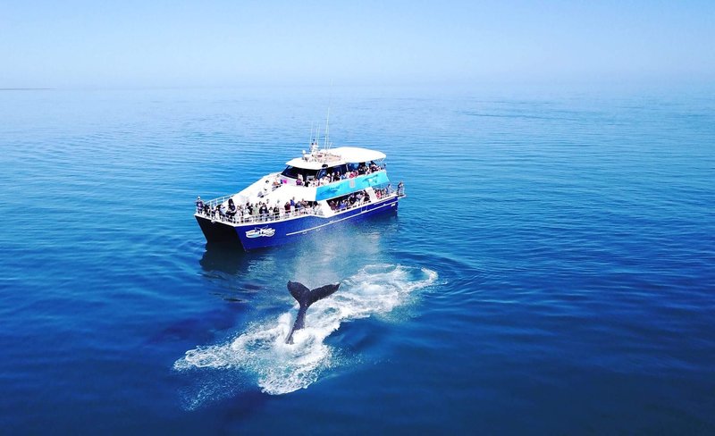 Hervey Bay Half-Day Whale Watching Cruise