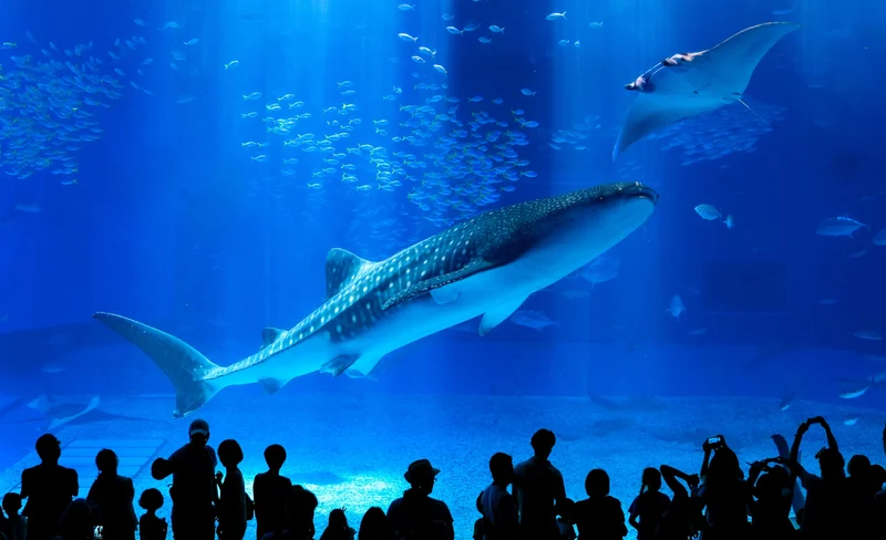 Okinawa Churaumi Aquarium & American Village Tour (Departure from Naha)
