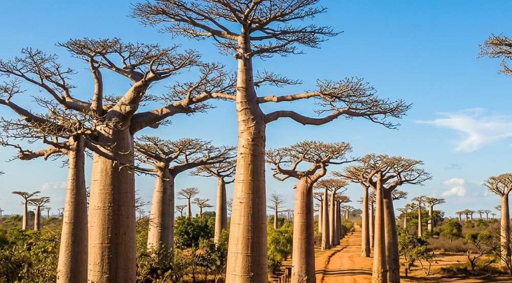 Madagascar