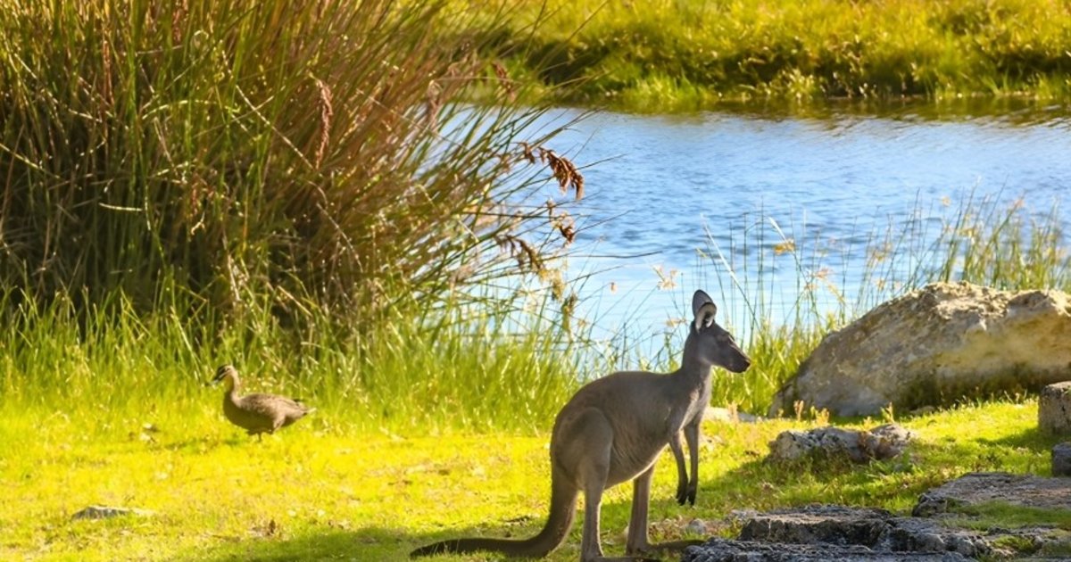 Caversham Wildlife Park: Top Attractions & Reviews