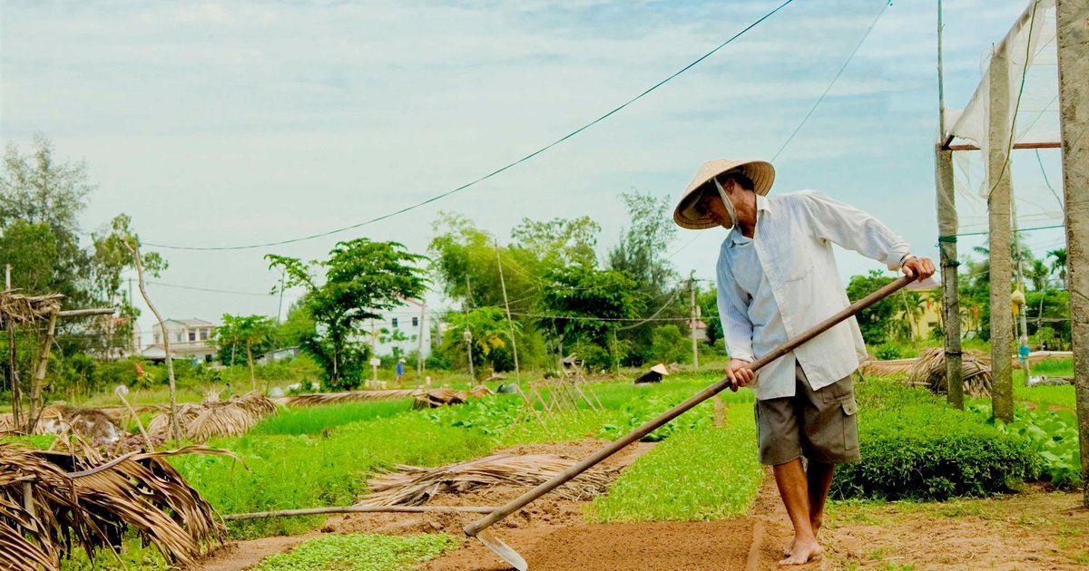 Cẩm nang du lịch Tra Que Vegetable Village từ A-Z
