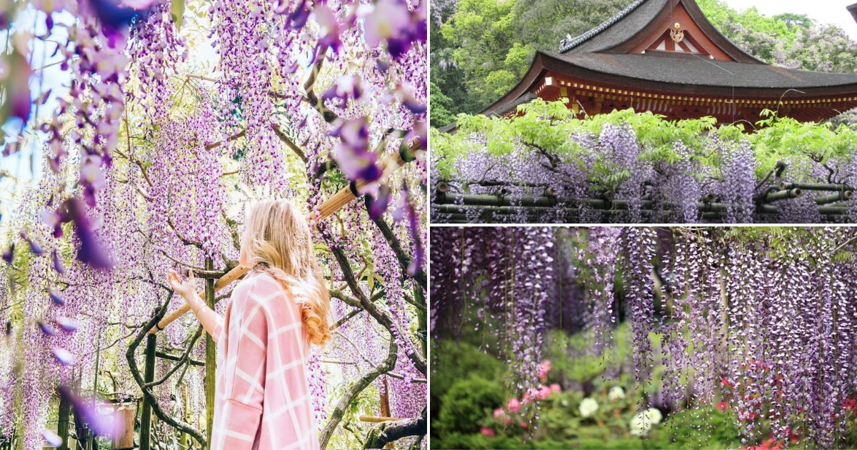 Can't Get Enough Of The Sakura Season? Japan's Wisteria Is Just As Magical  - Klook Travel Blog