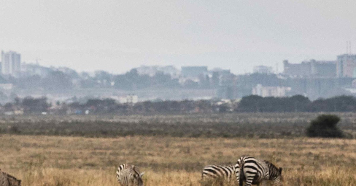 Best Things to Do in Nairobi 2026 - Klook