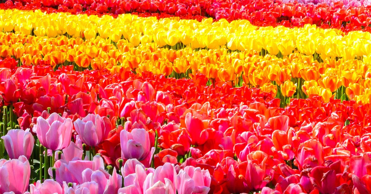 Best Things to Do in Amsterdam 2026 - Klook
