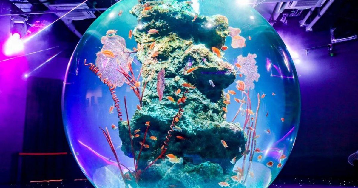アトア átoa（神戸）の割引チケット情報！劇場型水族館の見どころ紹介