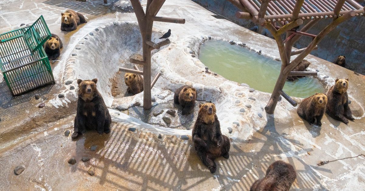 モグモグぐま様 リクエスト 4点 まとめ商品 のぼりべつクマ牧場の割引 