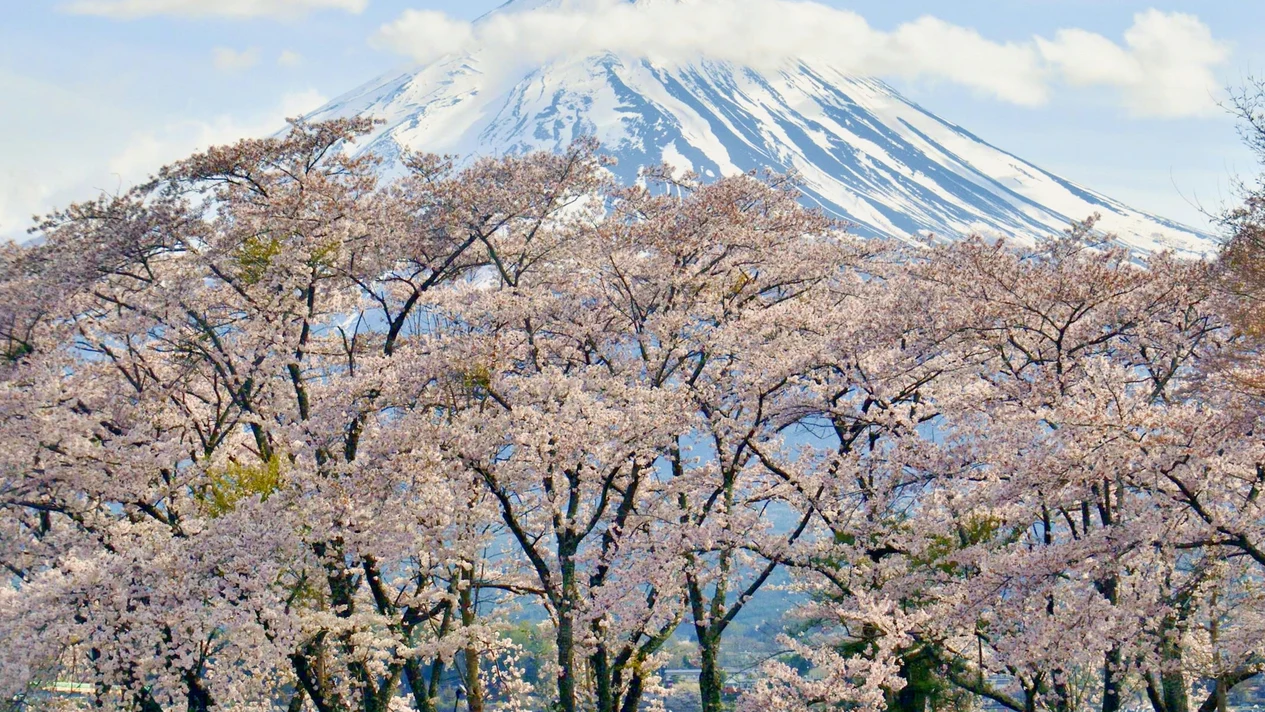 Mt. Fuji, Sakura Cherry Blossom Festival and Hakone Bus Tour (Depart from Tokyo)