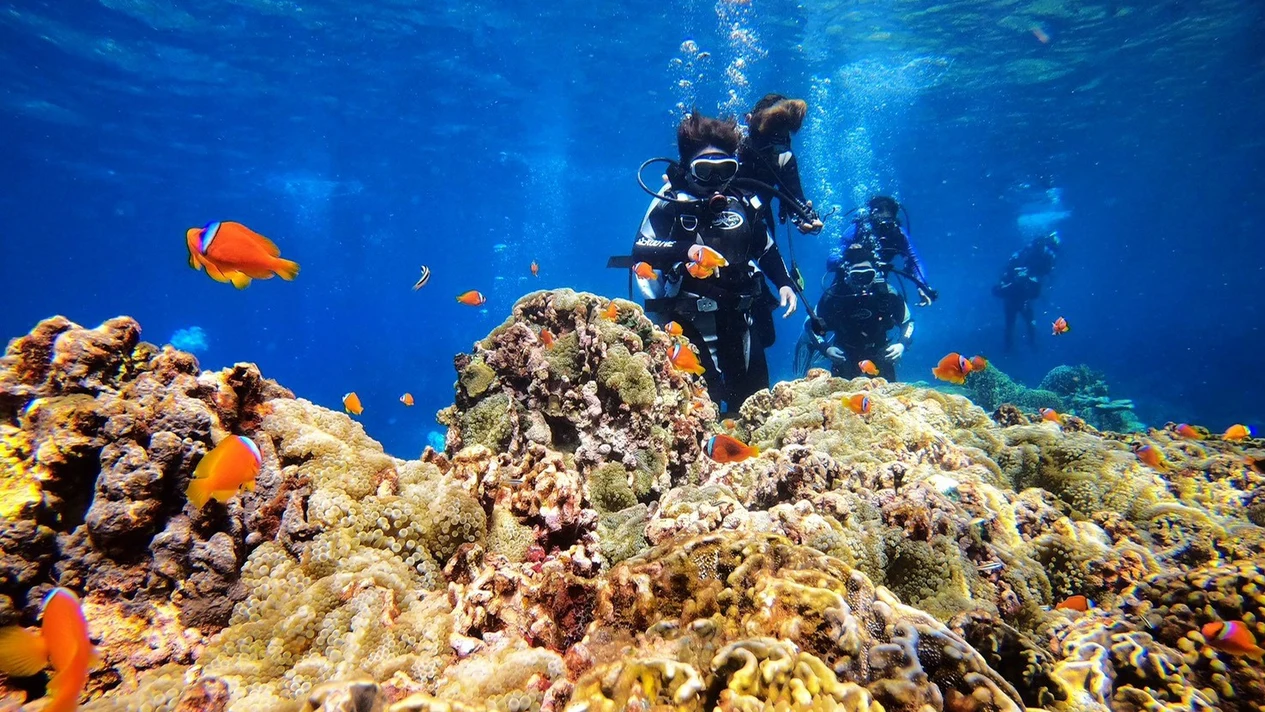 Taitung｜Orchid Island Diving｜Experience Diving