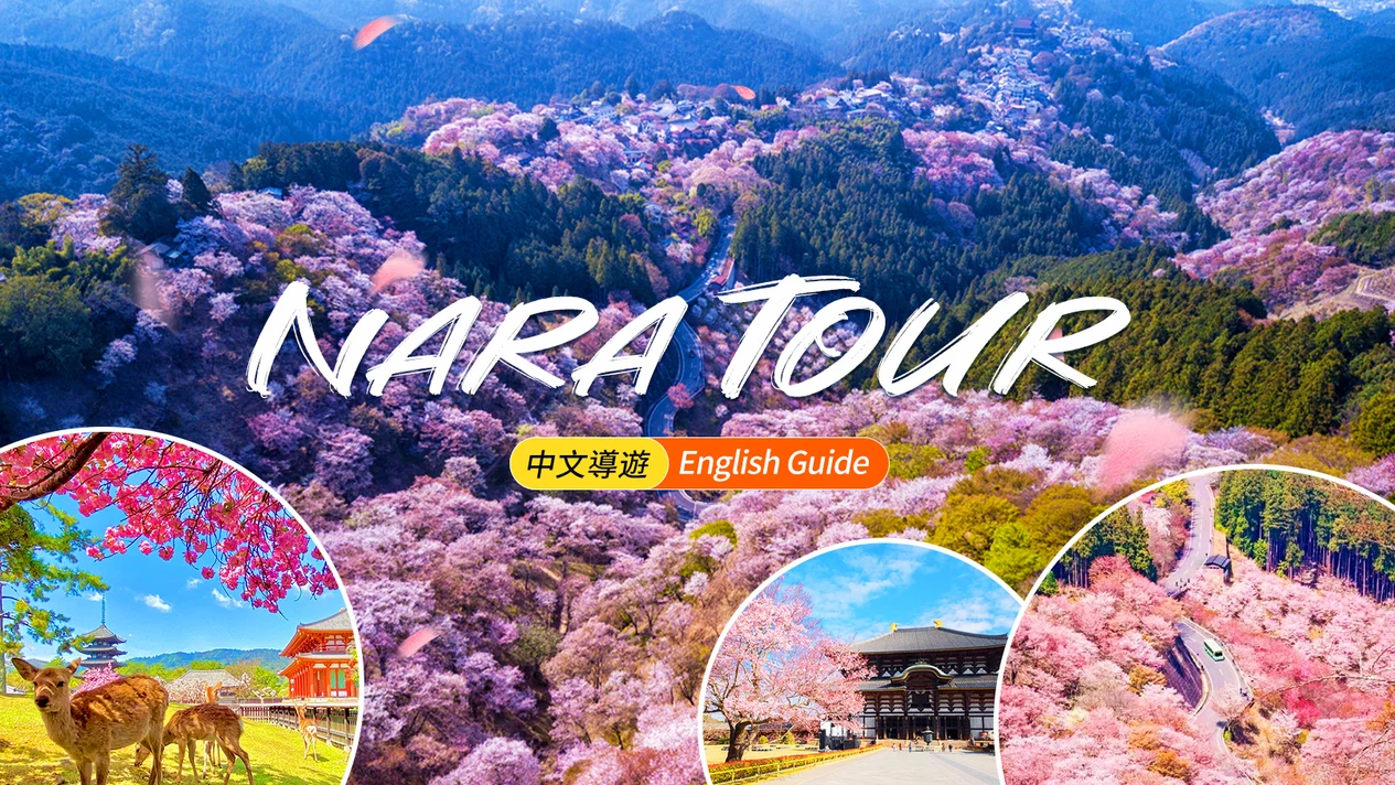 櫻花季限定｜奈良公園·東大寺·吉野山千本櫻一日遊｜大阪出發