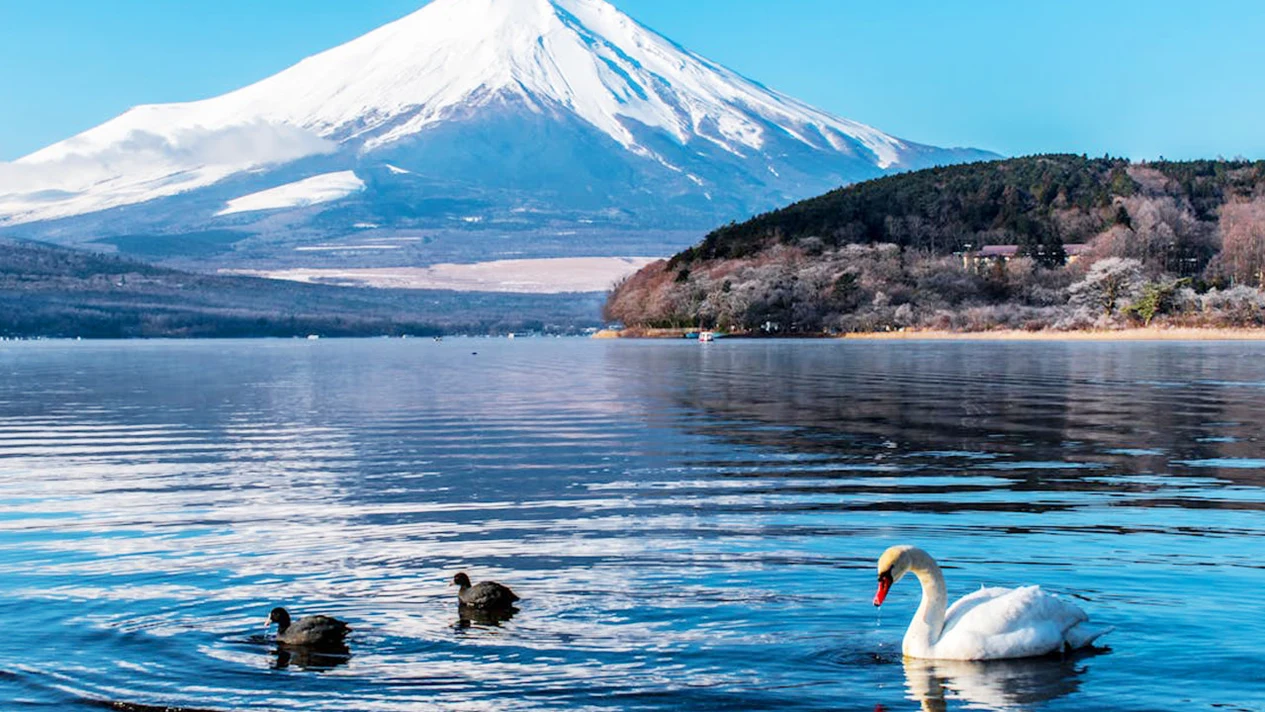 [Mount Fuji & Izu & Hakone] Arakurayama Sengen Park & Hikawa Clock Shop & Oshino Hakkai & Lake Kawaguchi & Lake Yamanaka & Mount Omuro & Lake Ashi & Hakone Pirate Ship Three Lakes Hot Spring Two-day Tour