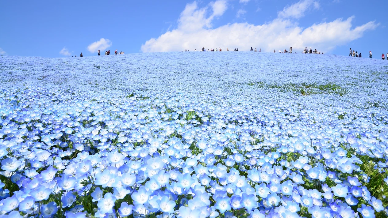 One-Day Flower Viewing Tour: Ibaraki Hitachi Seaside Park & Tochigi Ashikaga Flower Park (Depart from Tokyo)