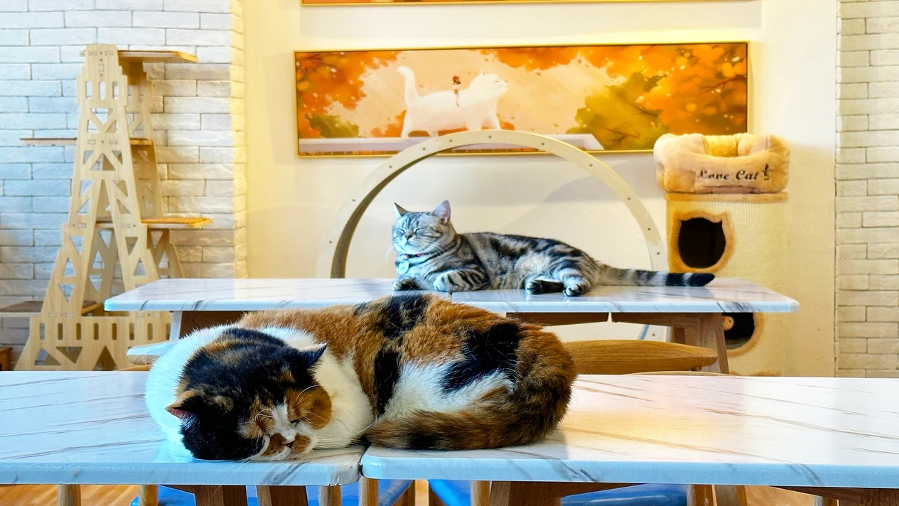 Catio貓咪咖啡館呈獻：與貓主子飲咖啡食甜品｜銅鑼灣