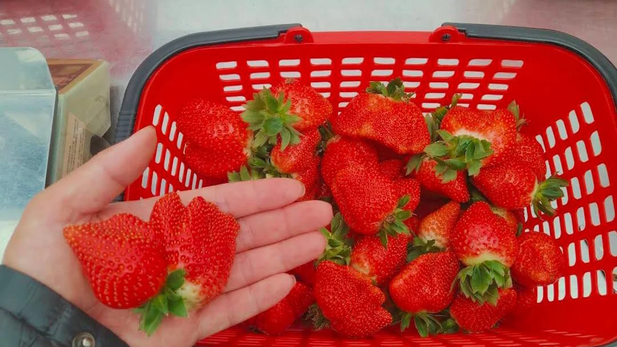 Miaoli｜Jixuan Farm Strawberry Picking Experience Ticket