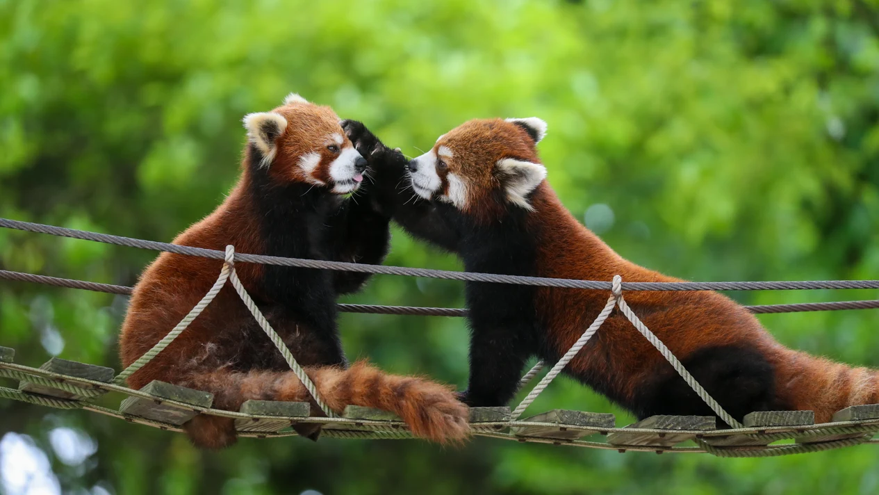 Shanghai Wildlife Park Tickets