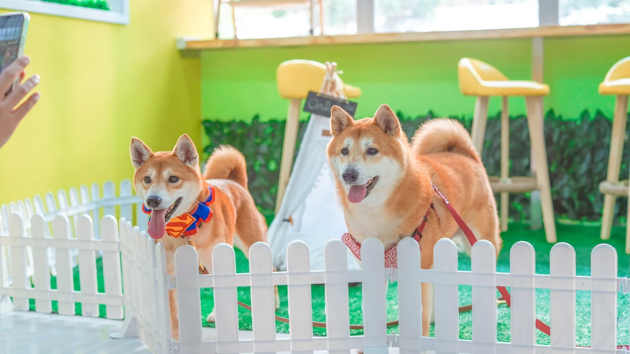 On Dog Dog Cafe - Furry pet experience｜Pet grooming｜Dog play｜Kwai Chung