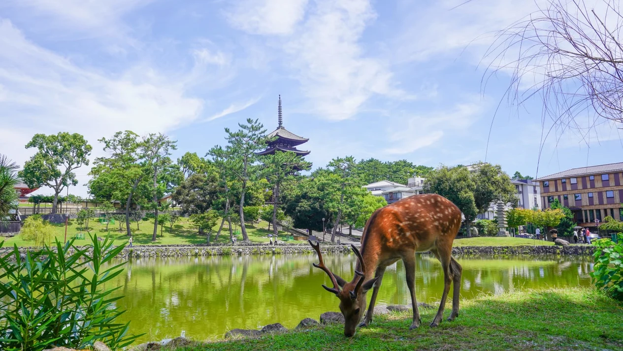 Nara Todaiji Temple & Nara Town Half-Day Walking Tour