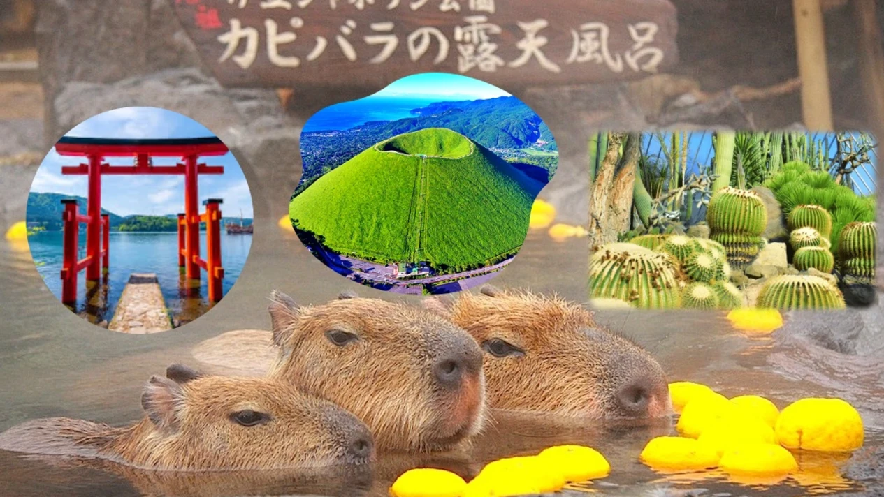 [Seasonal Limited] One-day tour of Hakone and Izu | Hakone Shrine & Izu Cactus Zoo & Capybara Hot Spring & Mount Omuro (departing from Tokyo)