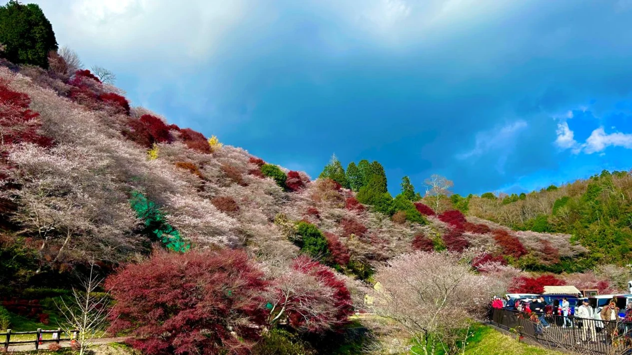 Eihoji Temple & Koran Creek Maple Leaf Viewing & Four Seasons Cherry Blossoms One Day Tour (Departing from Nagoya)
