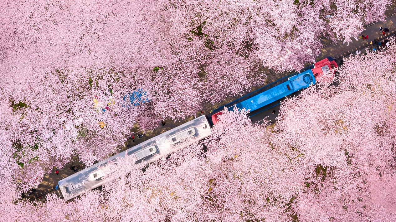 Jinhae Cherry Blossom Festival Day Tour (From Seoul and Busan)
