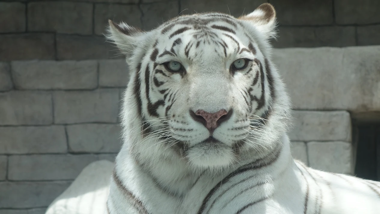 東武動物公園門票（入園門票/ 一日通票）