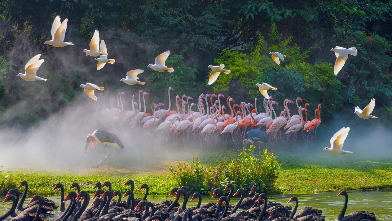 Guangzhou Chimelong Bird Paradise