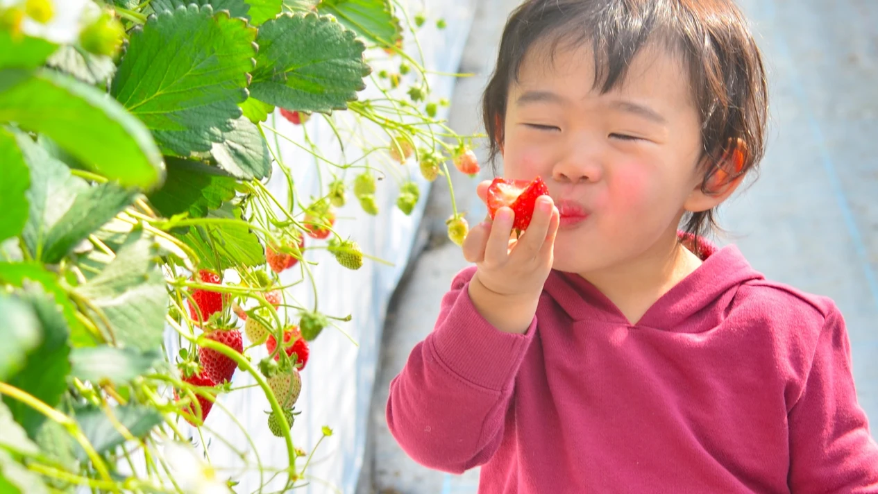 Strawberry Picking & Sennan Harvest Hill Day Tour (Lunch Included / Osaka / Depart from Osaka)