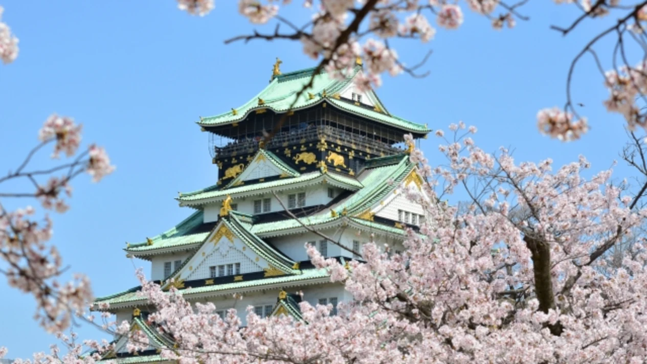 One-day Osaka and Kyoto Cherry Blossom Cruise