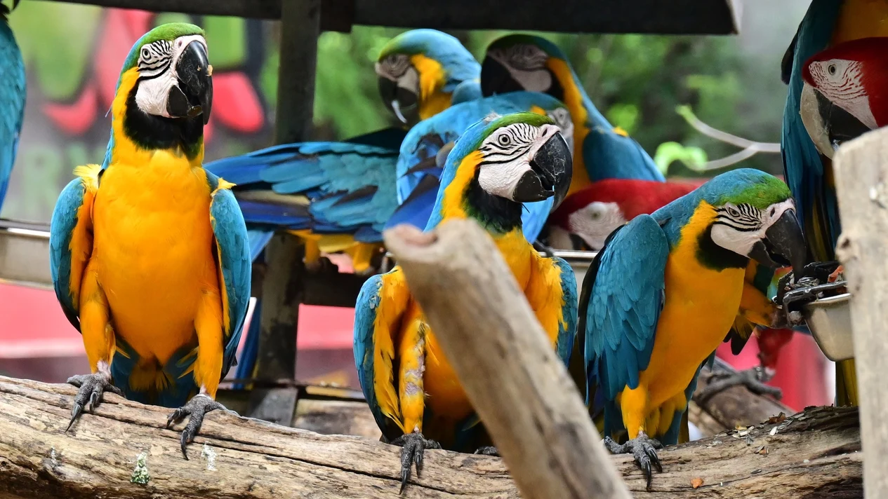 曼谷賽瑞福野生動物園一日私人行程，含喬德夜市（拉差達）之旅