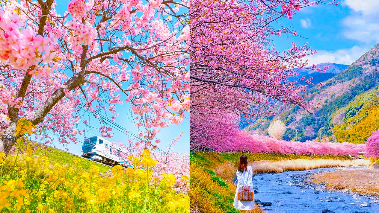 【春季櫻花限定】河津早櫻＆河津七滝＆草莓無限吃一日遊｜東京出發