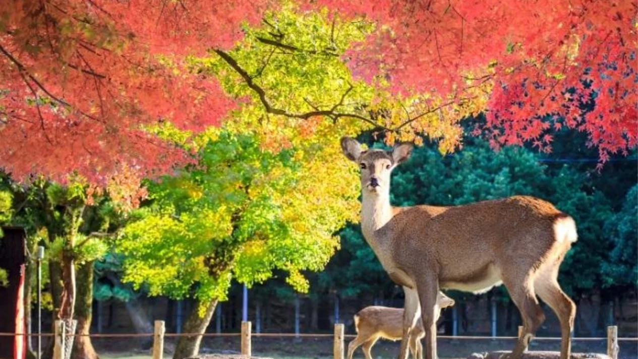 One-day tour of Wakayama Castle x Kuroshio Market x Nara Sacred Deer Park x Todaiji Temple (departing from Osaka)