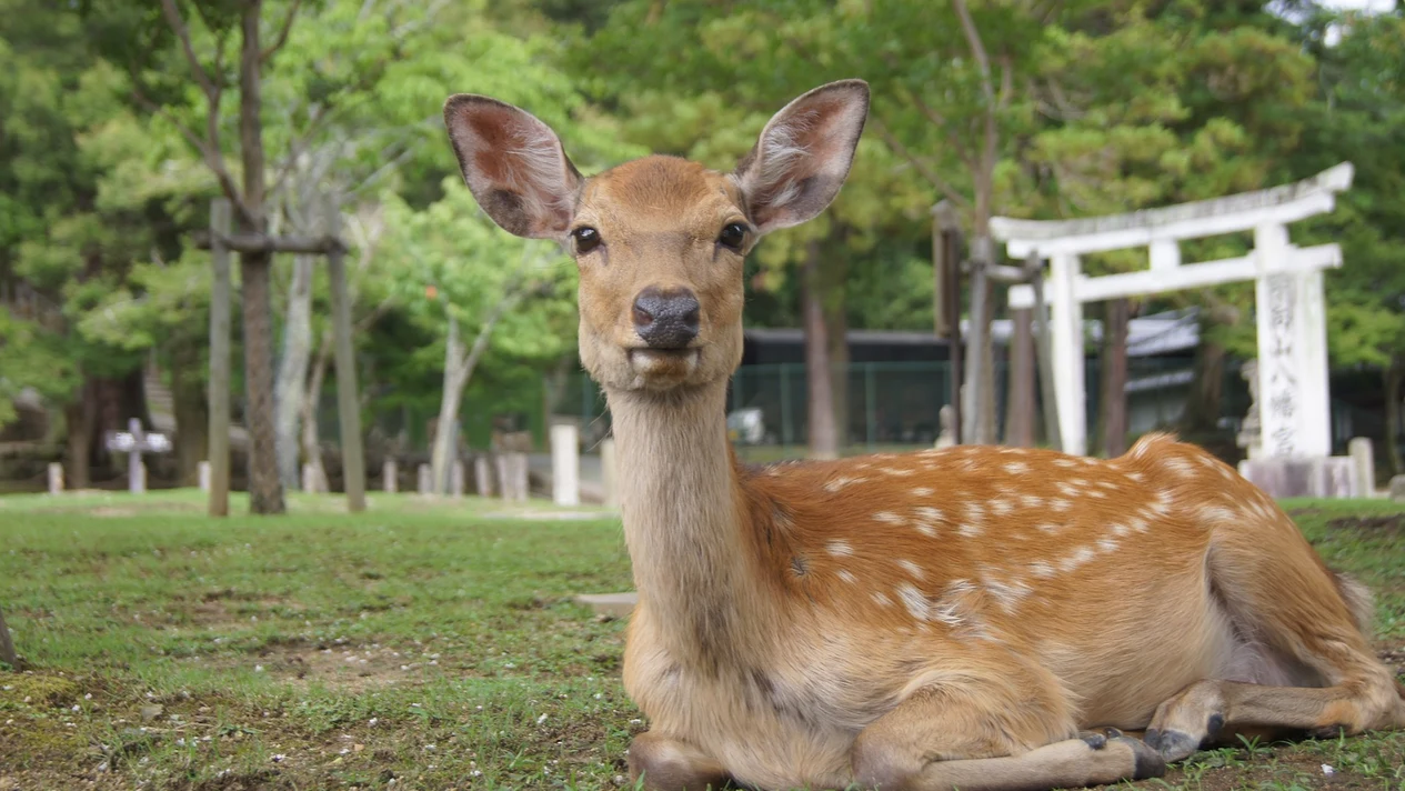 Fushimi Inari, Nara, and Osaka Day Trip from Kyoto
