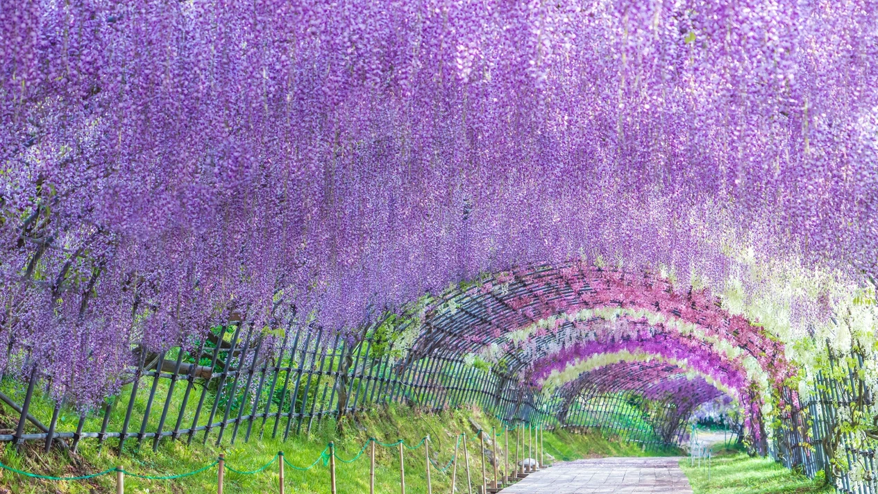 東京租車（含司機）：富士芝櫻 / 足利花卉公園 / 日立海濱公園
