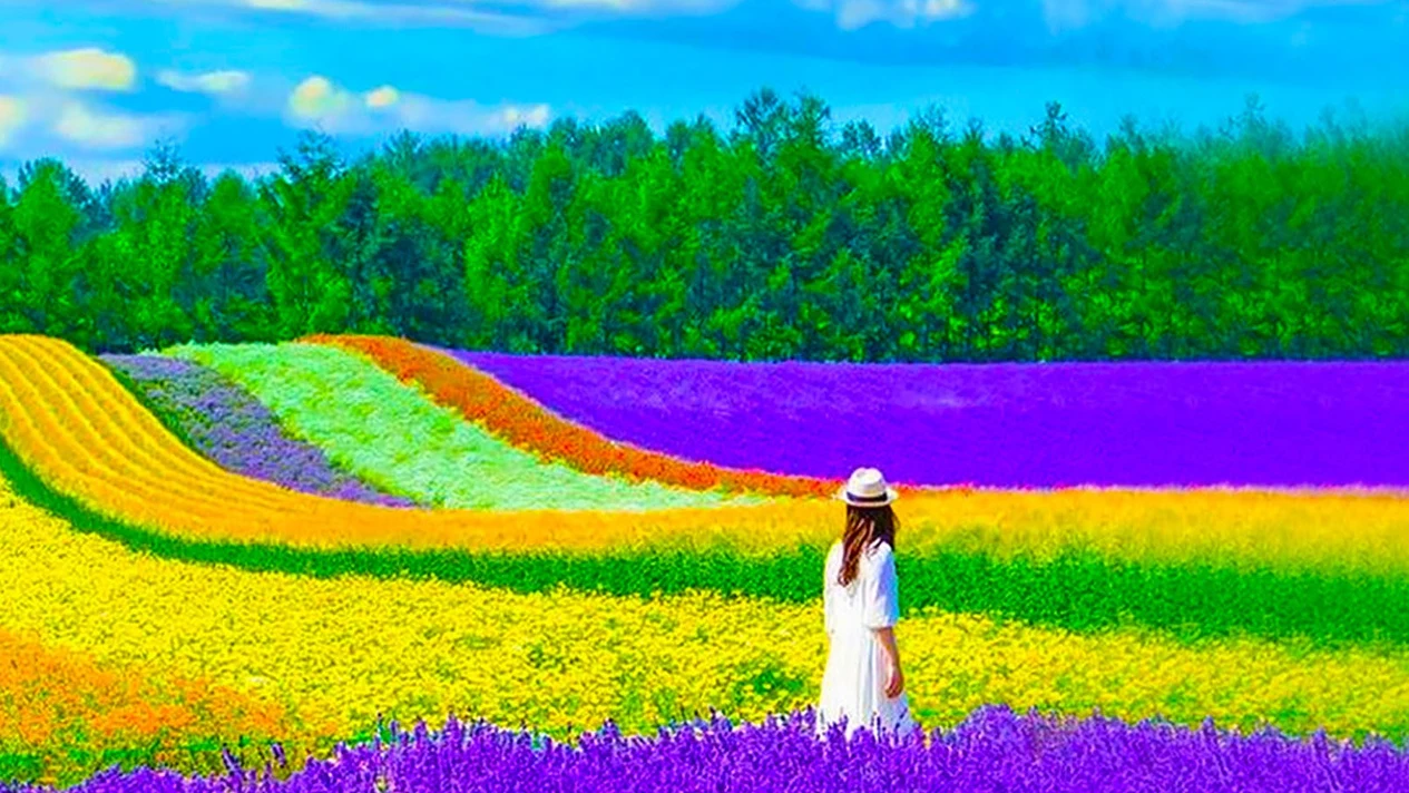 Hokkaido｜Asahiyama Zoo & Shikisai-no-Oka & Internet celebrity tree & Forest Elf Terrace one-day tour (departing from Sapporo)