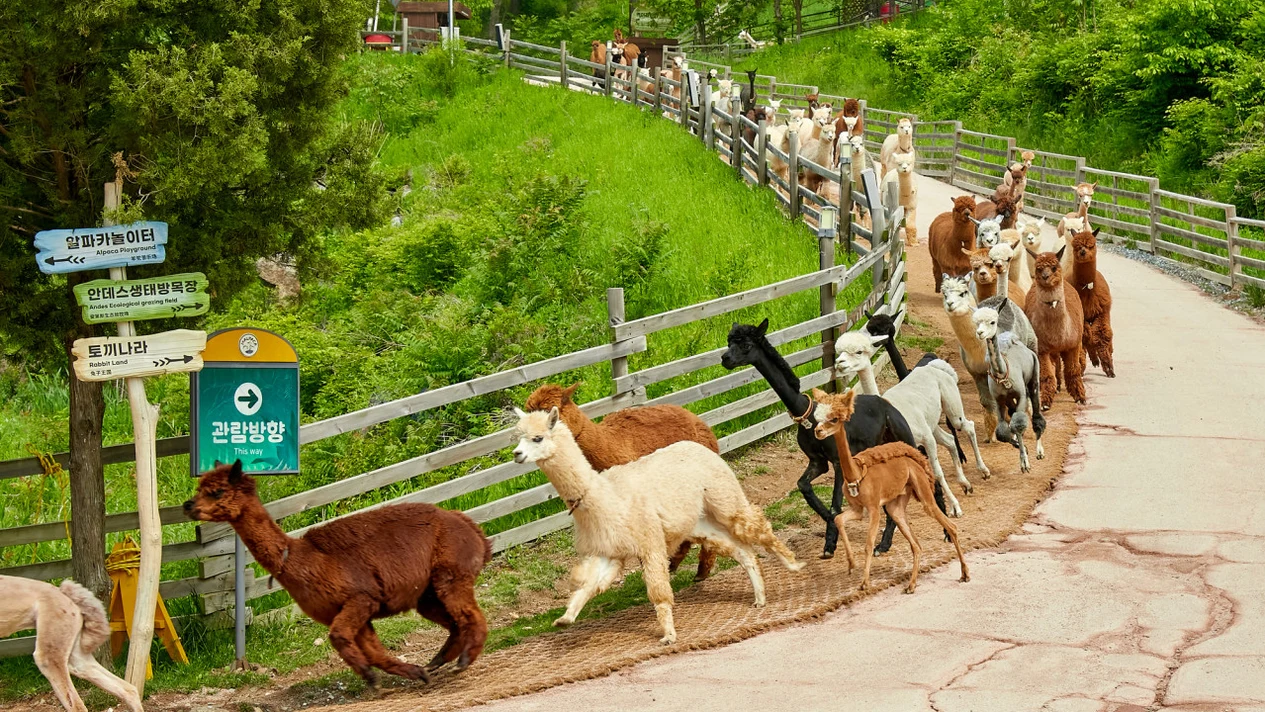 One-day trip to Sod Pony Park & Nami Island & Rail Bike & Petite France Village & Legoland