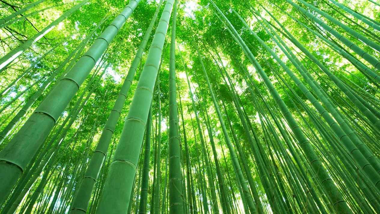 Kyoto City & Jokoji Temple & Arashiyama Bamboo Forest & Tenryuji Temple Tour