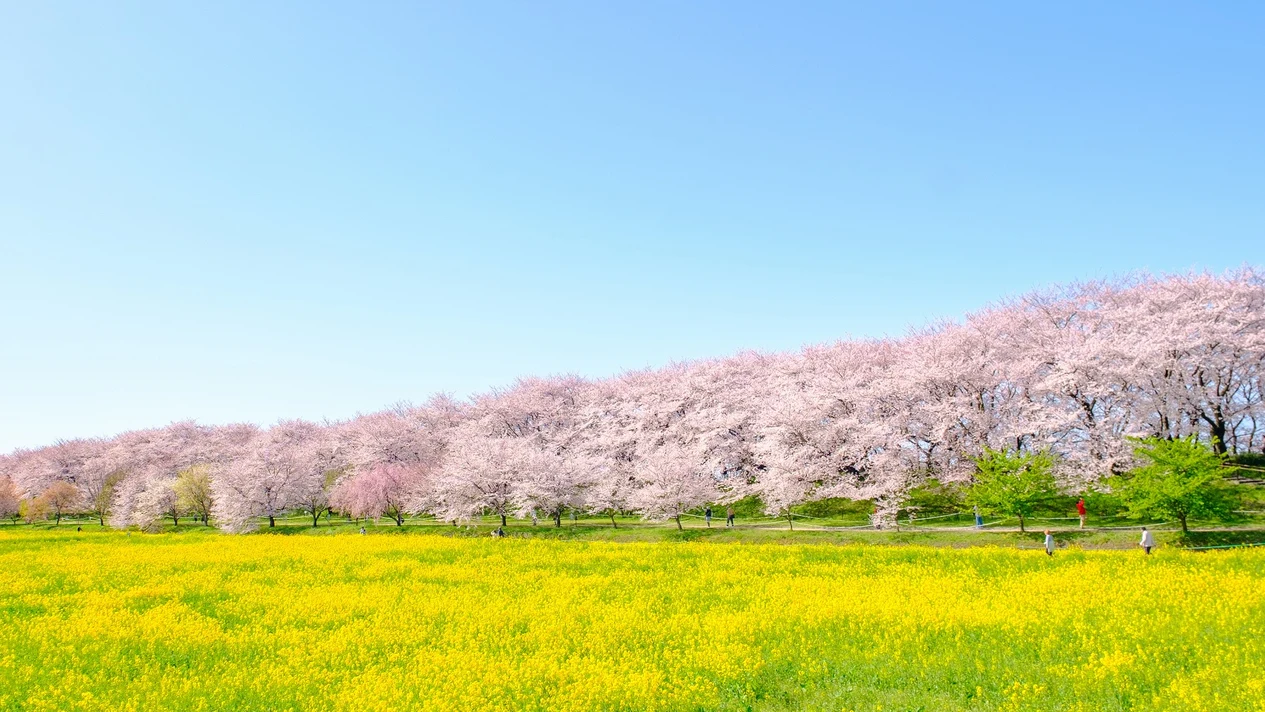 【關東近郊賞櫻一日遊】權現堂櫻堤千本櫻堤 & 小江戶「川越」櫻並木&草莓採摘吃到飽｜東京出發