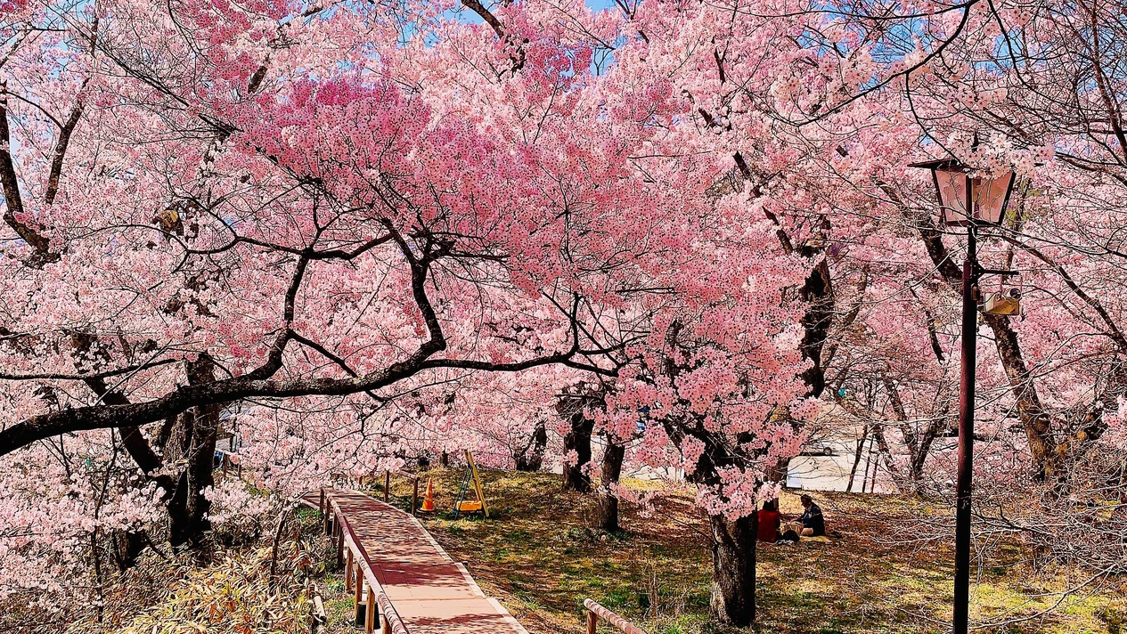 Takato Castle Park & Ena Gorge Cherry Blossom Viewing Tour (Depart from Nagoya)